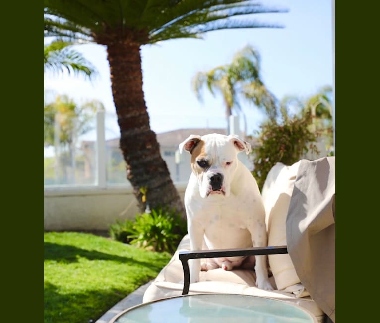 Kobe, a Bulldog and American Pit Bull Terrier mix tested with EmbarkVet.com