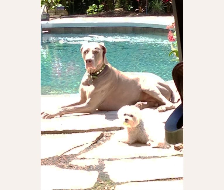 Photo of Baxter, a Maltese  in Orlando, Florida, USA