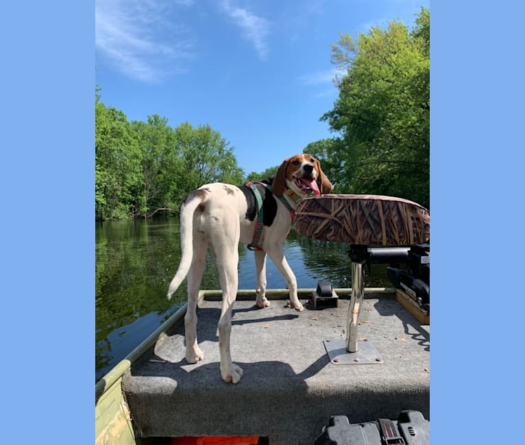 Luna, a Treeing Walker Coonhound tested with EmbarkVet.com