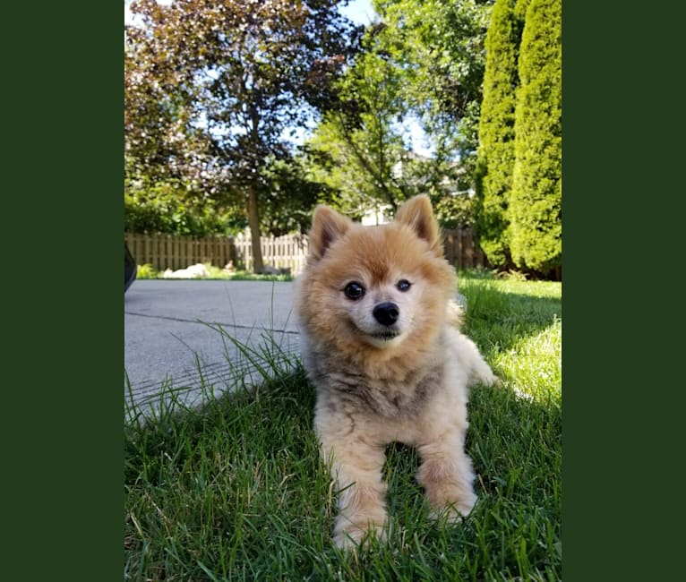 Zeke, a Pomeranian tested with EmbarkVet.com