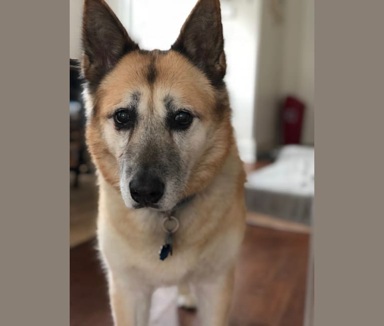 Roxy, an Akita and German Shepherd Dog mix tested with EmbarkVet.com