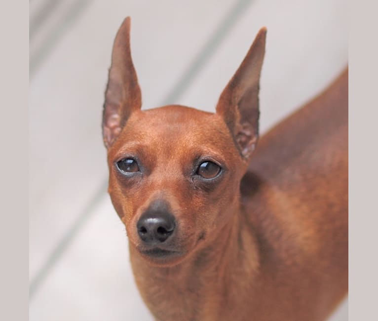 embark dog dna test breed