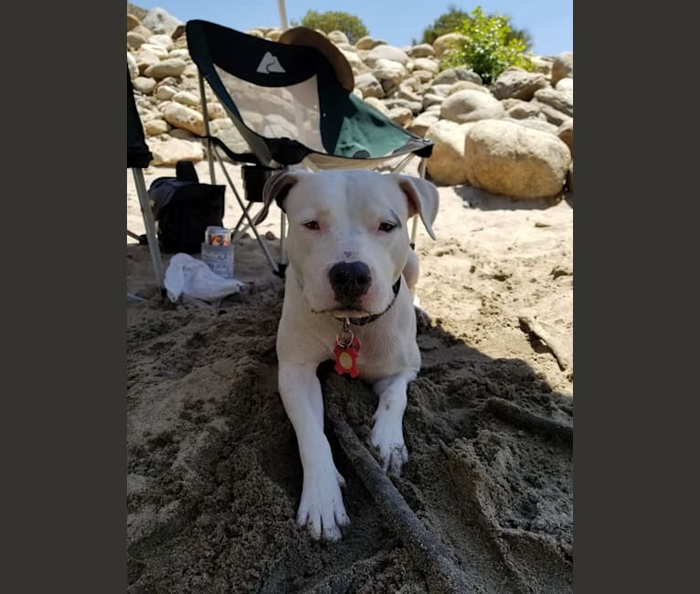Photo of Luna, an American Pit Bull Terrier, American Staffordshire Terrier, and German Shepherd Dog mix in California, USA