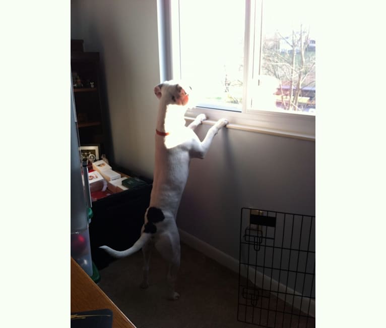 Snoopy, an American Pit Bull Terrier and Beagle mix tested with EmbarkVet.com