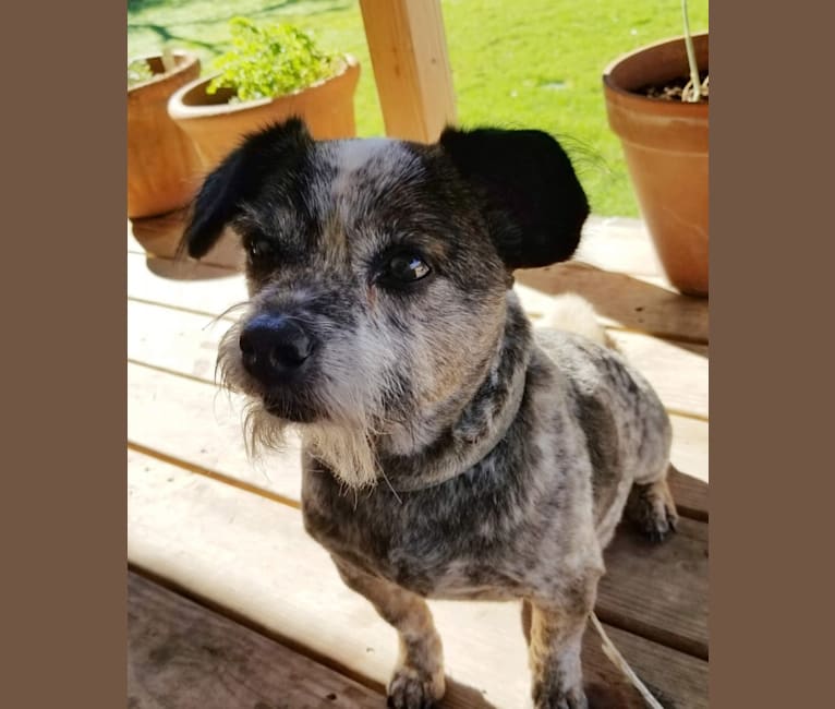 Cooper, a Shih Tzu and Australian Cattle Dog mix tested with EmbarkVet.com