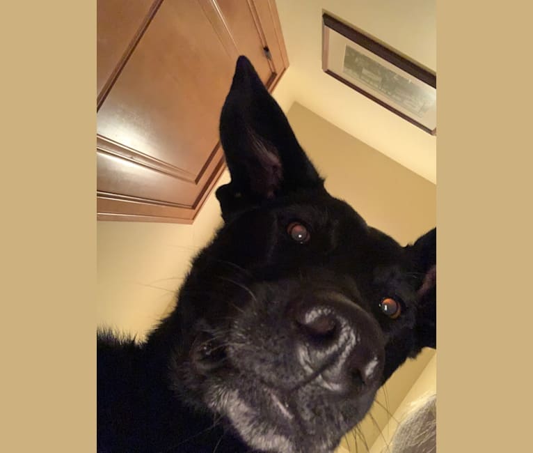 Embark Dog DNA Test Breed