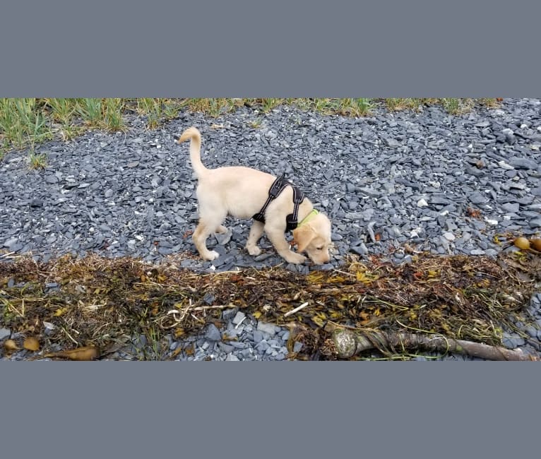 Kilo, a Labrador Retriever and Golden Retriever mix tested with EmbarkVet.com