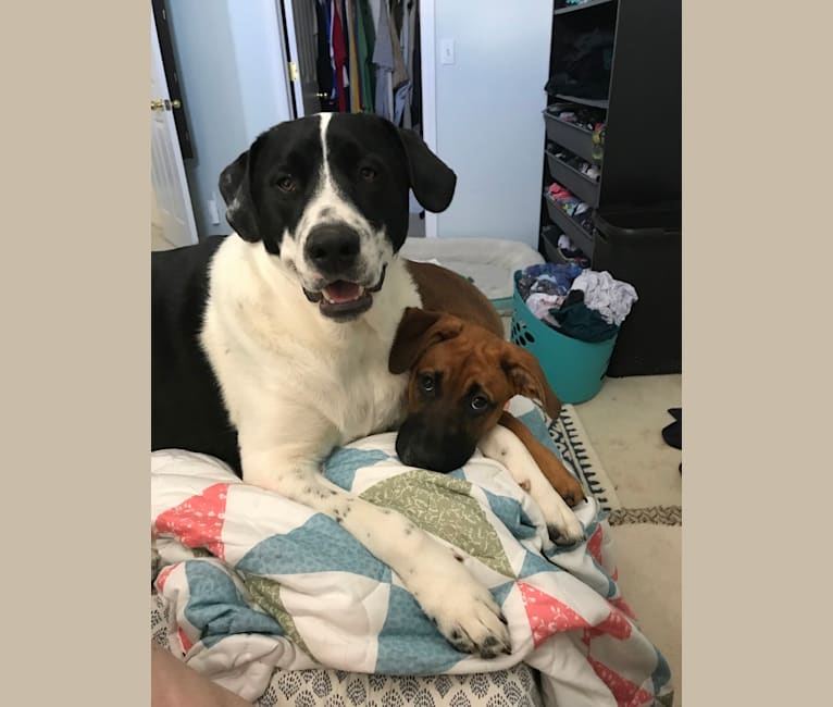 Theodore Ellington, an American Pit Bull Terrier and Siberian Husky mix tested with EmbarkVet.com