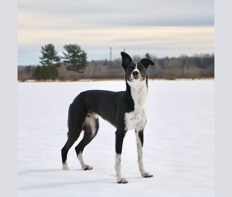 Proven, a Border Collie and Whippet mix tested with EmbarkVet.com