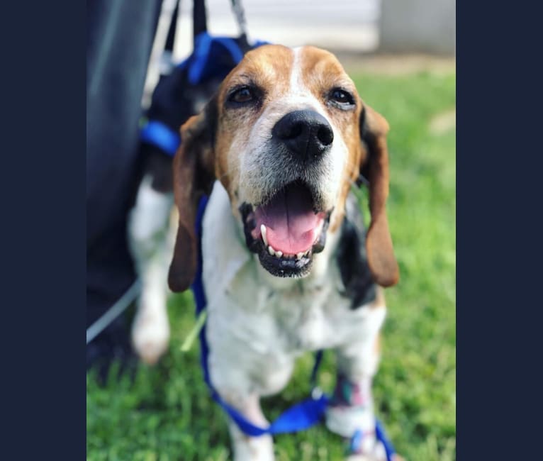 Toby, a Beagle tested with EmbarkVet.com