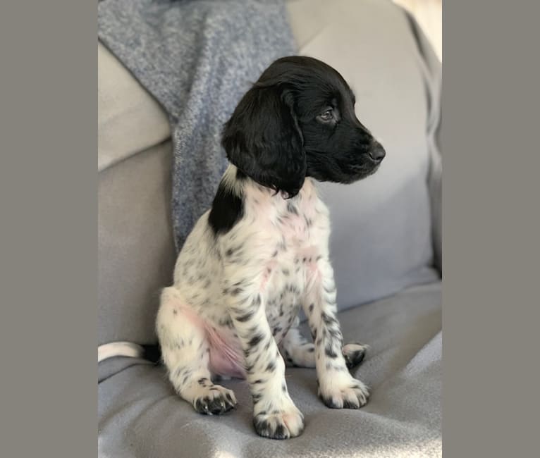 Large munsterlander puppies 2018 discount