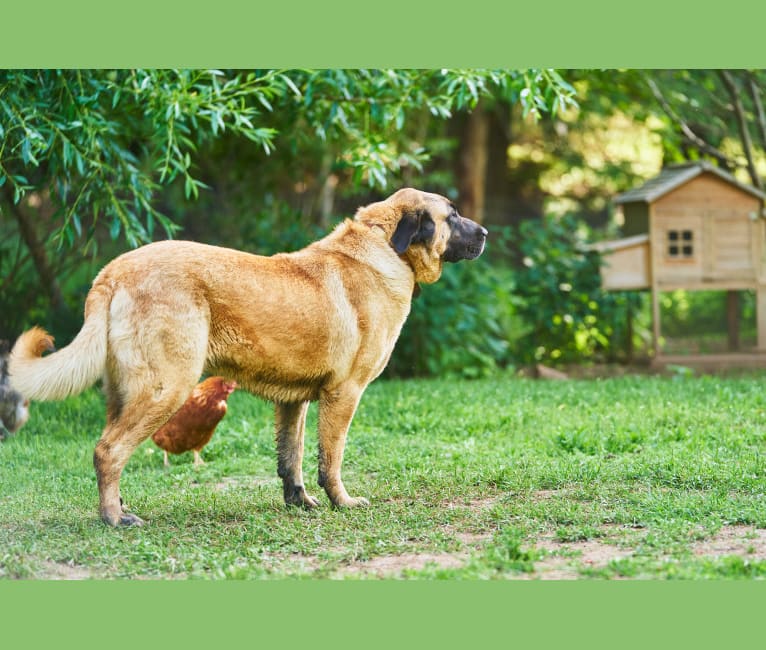 Tazi, an Anatolian Shepherd Dog tested with EmbarkVet.com