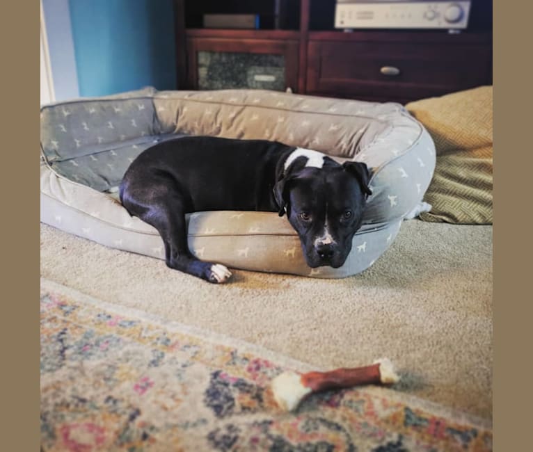Photo of Petey, an American Pit Bull Terrier  in South Carolina, USA