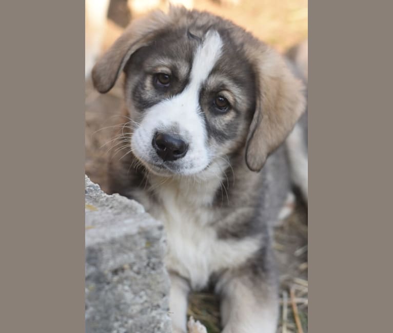 Photo of Chai, an Eastern European Village Dog  in Iași, Roemenië