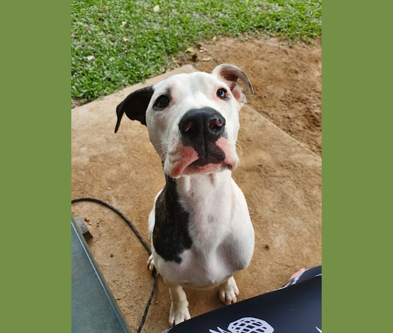 American bulldog top great dane mix
