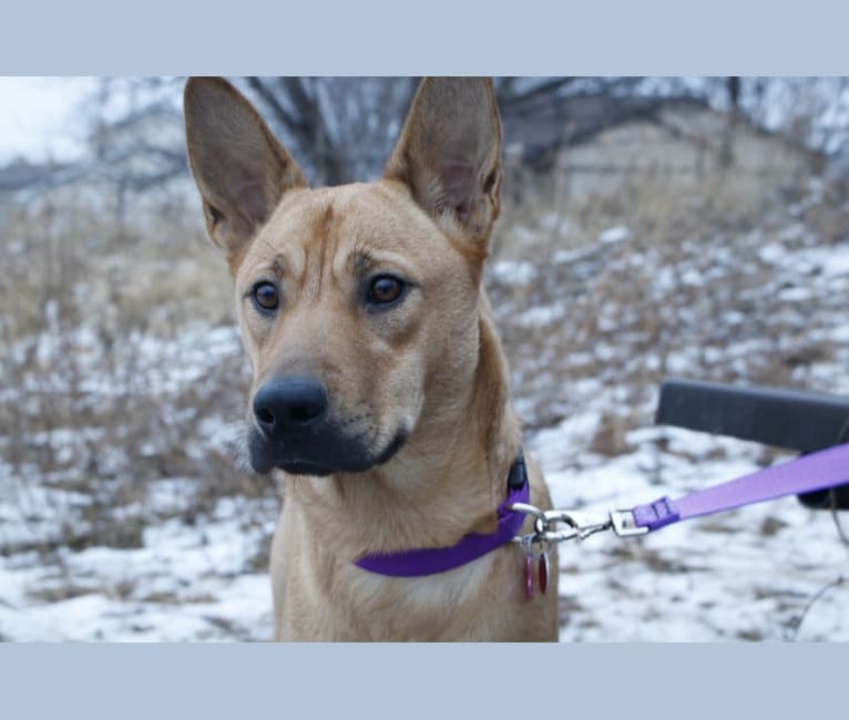 Annie, an Australian Cattle Dog and Rottweiler mix tested with EmbarkVet.com