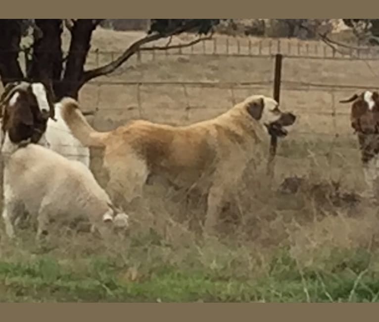 Pasha, an Anatolian Shepherd Dog tested with EmbarkVet.com