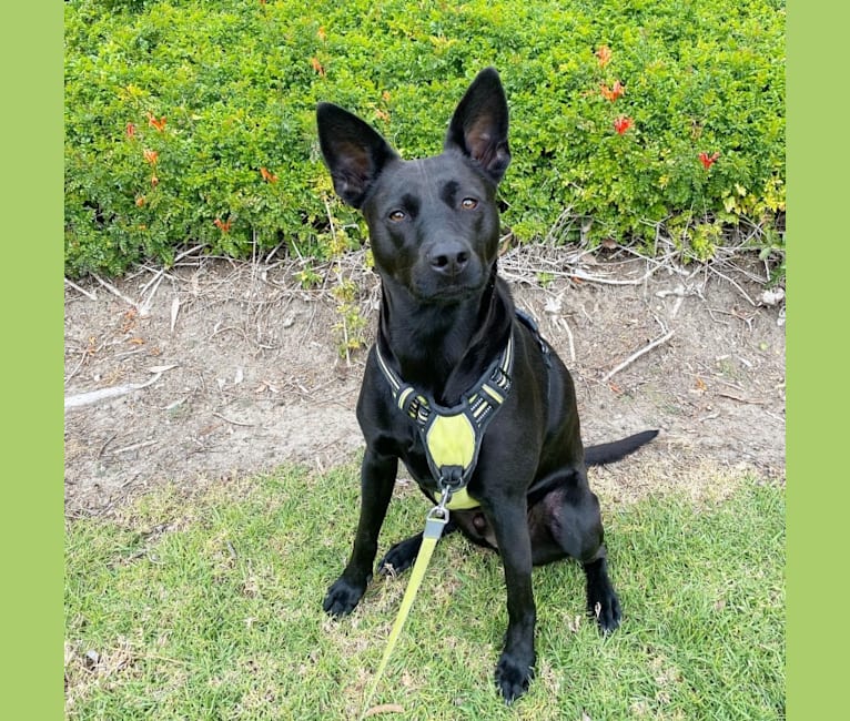 Formosan mountain dog german shepherd mix best sale