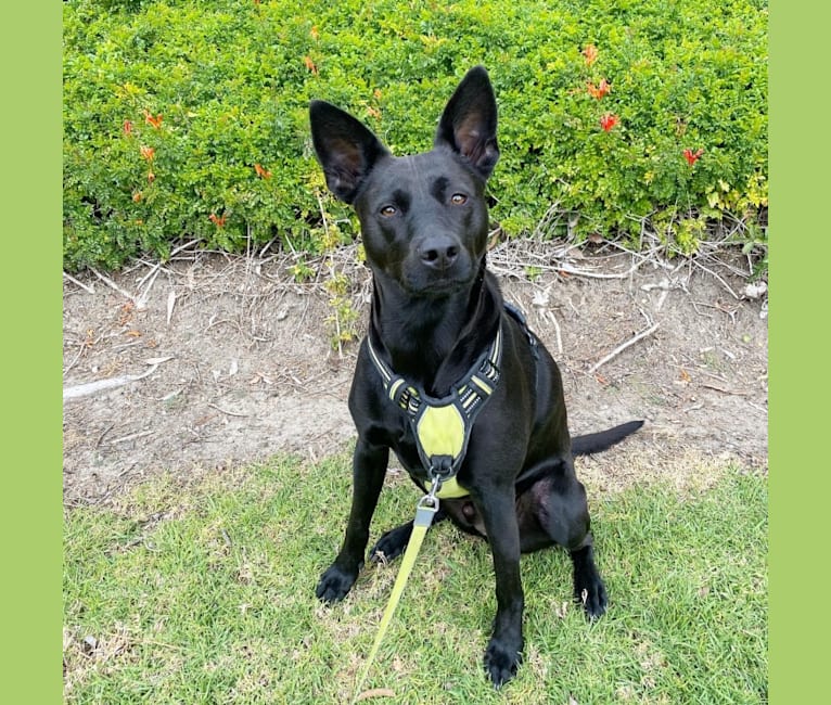 Tai, a Formosan Mountain Dog tested with EmbarkVet.com