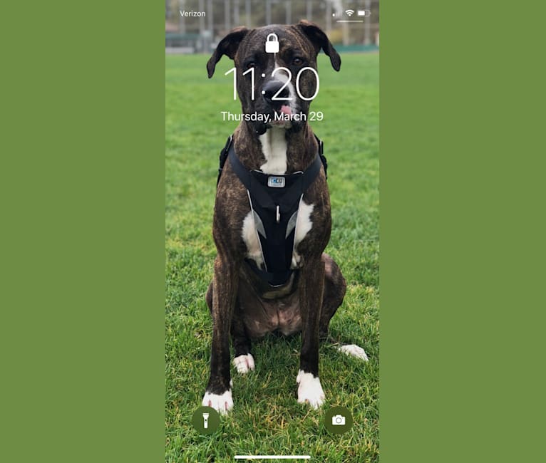 Summitt, a Boxer and American Pit Bull Terrier mix tested with EmbarkVet.com