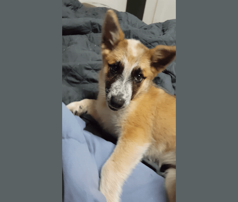 Mimzi, an Australian Cattle Dog and German Shepherd Dog mix tested with EmbarkVet.com