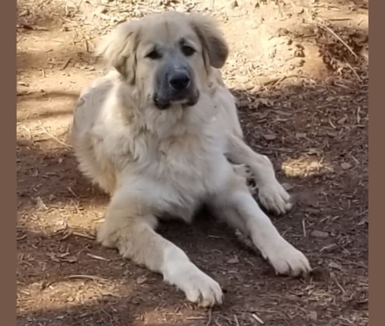 Rebel, a Great Pyrenees and Anatolian Shepherd Dog mix tested with EmbarkVet.com