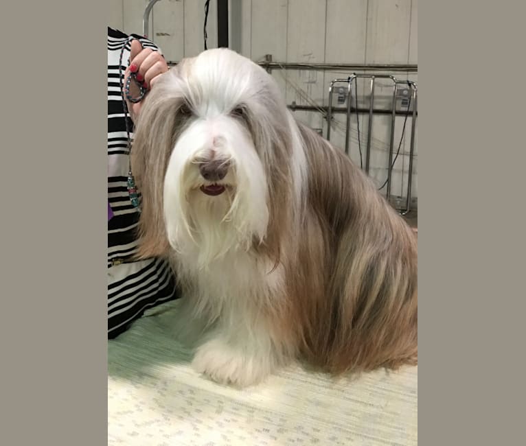 Spindrift Loves Truffle Kisses, a Bearded Collie tested with EmbarkVet.com