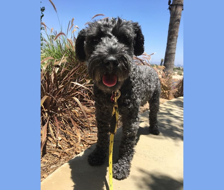 Photo of WILLOW, a Kerry Blue Terrier  in Los Angeles, California, USA