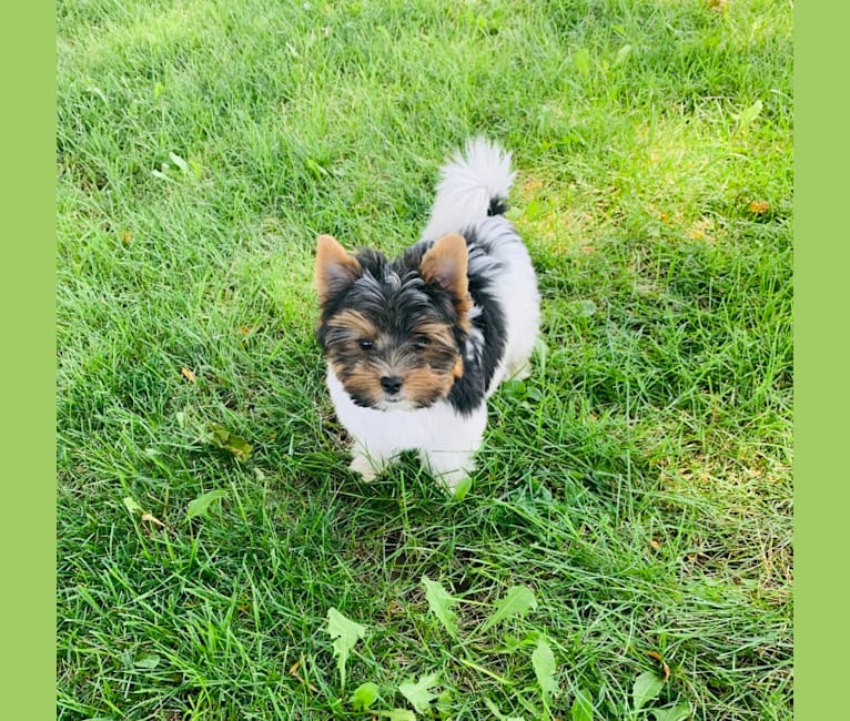 Ollie Gut Aussehend Schatzi, a Biewer Terrier tested with EmbarkVet.com