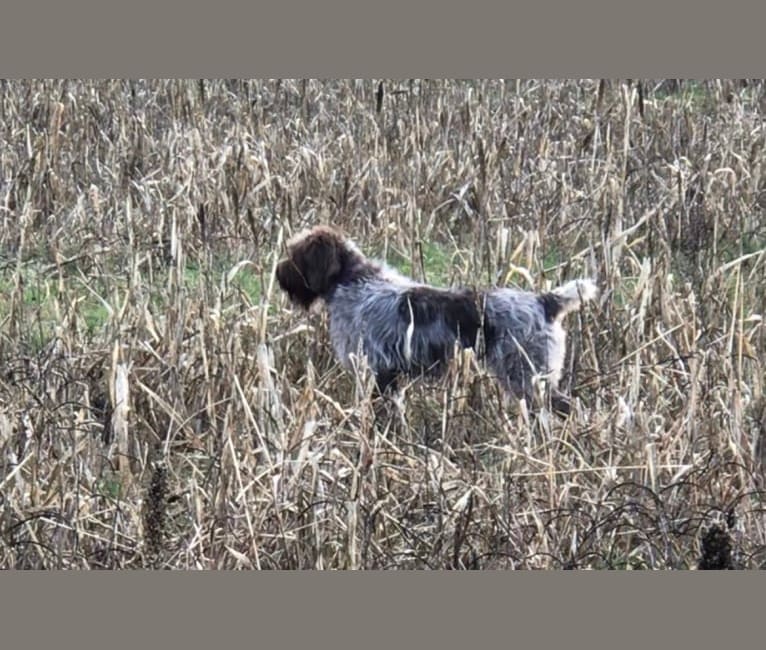 Stormie, a Wirehaired Pointing Griffon tested with EmbarkVet.com