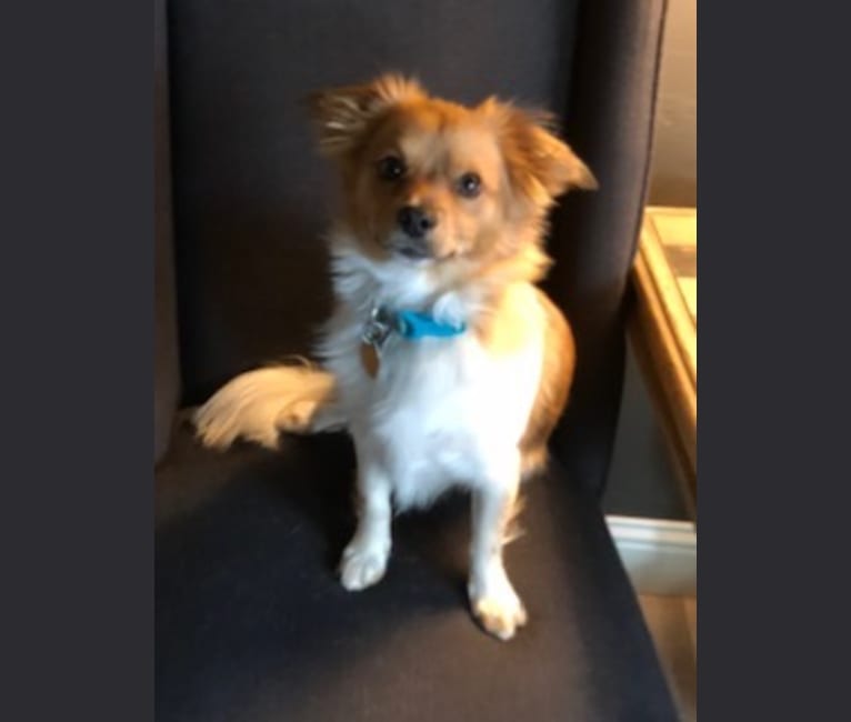 Louie, a Pomeranian and Dachshund mix tested with EmbarkVet.com