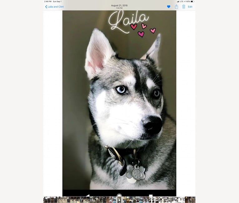 Laila, an Alaskan Klee Kai tested with EmbarkVet.com