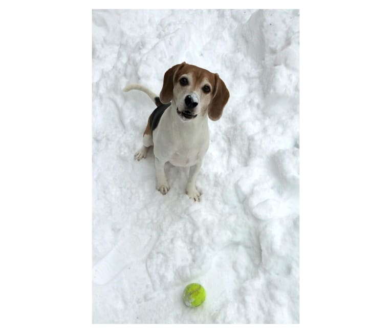 Photo of Edward, a Beagle and Russell-type Terrier mix in West Liberty, Kentucky, USA