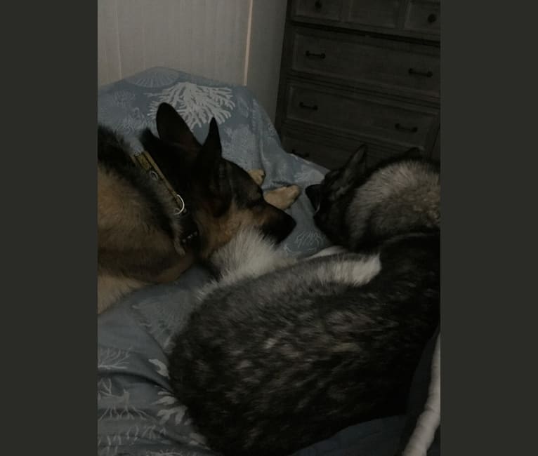 Keena, a German Shepherd Dog and Siberian Husky mix tested with EmbarkVet.com