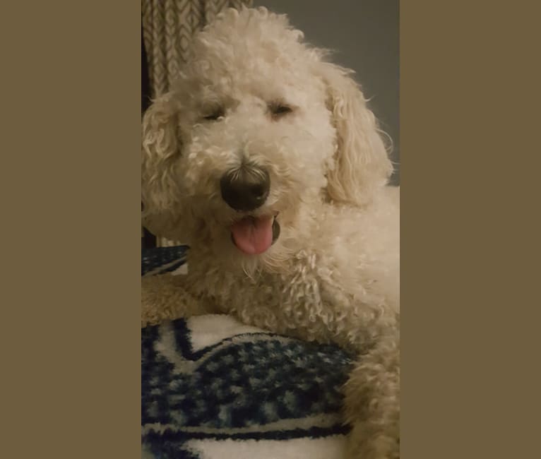 harley, a Goldendoodle tested with EmbarkVet.com