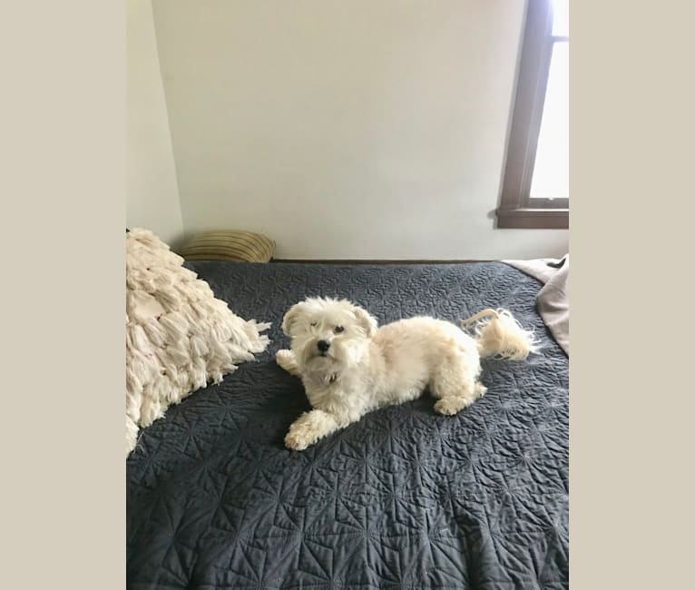 Bastien, a Havanese tested with EmbarkVet.com