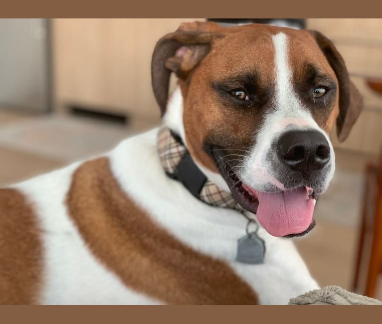 Bulldog coonhound mix sale