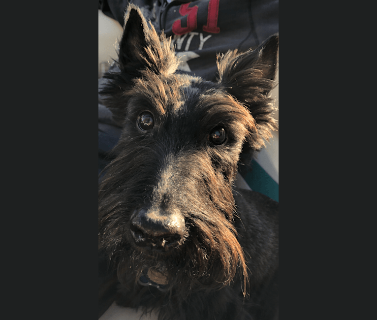 Photo of Jake, a Scottish Terrier  in Indiana, USA