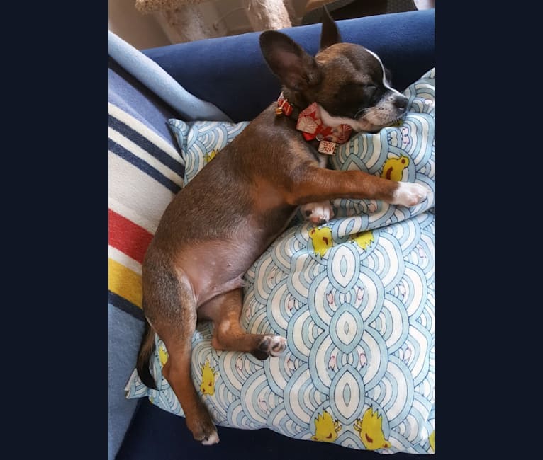 Cornelius, a Pug and Chihuahua mix tested with EmbarkVet.com