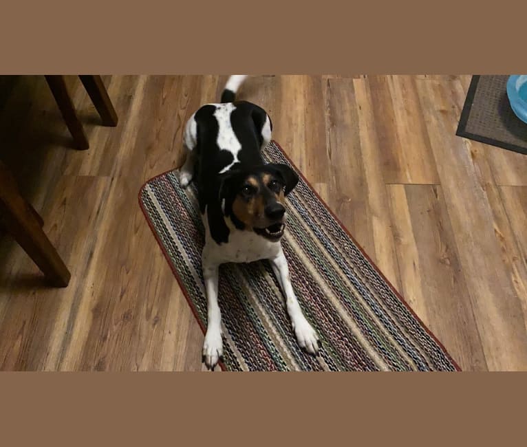 Wilby, a German Shorthaired Pointer and Beagle mix tested with EmbarkVet.com