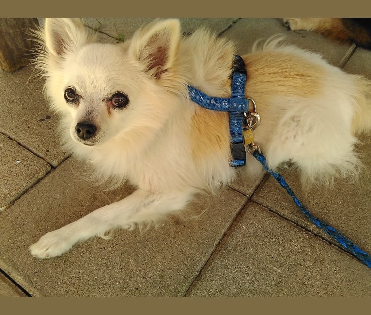 Simba, a Chihuahua tested with EmbarkVet.com