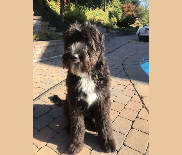 Old english sheepdog and golden retriever mix store