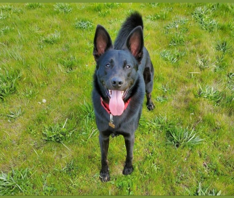 Reggie, a German Shepherd Dog and American Pit Bull Terrier mix tested with EmbarkVet.com