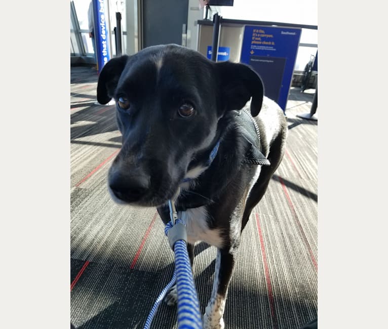 Dash, a Treeing Walker Coonhound and Boxer mix tested with EmbarkVet.com