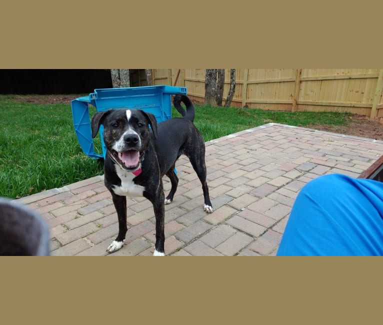 Vivie, an American Pit Bull Terrier and Labrador Retriever mix tested with EmbarkVet.com