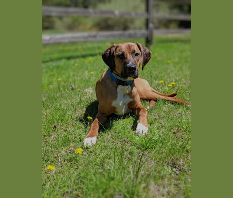 Sunny, a Redbone Coonhound and American Pit Bull Terrier mix tested with EmbarkVet.com