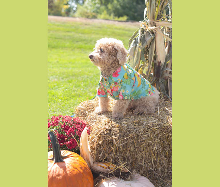 Cocomelon, a Poodle (Small) and Lhasa Apso mix tested with EmbarkVet.com