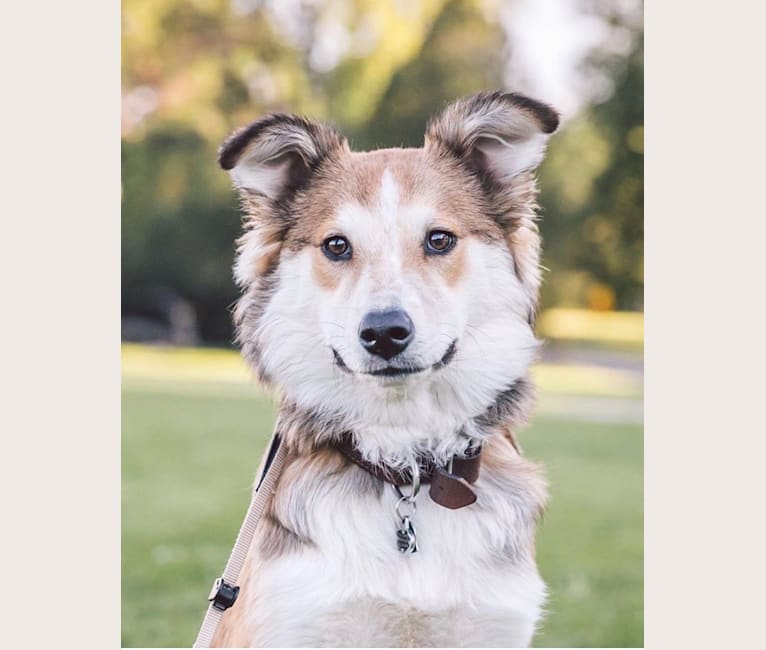 Indy, an Australian Shepherd and Border Collie mix tested with EmbarkVet.com
