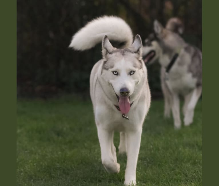 Miya, a Siberian Husky and German Shepherd Dog mix tested with EmbarkVet.com