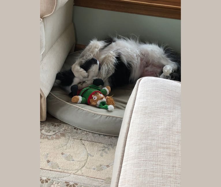 Spruce, a Border Collie (17.6% unresolved) tested with EmbarkVet.com